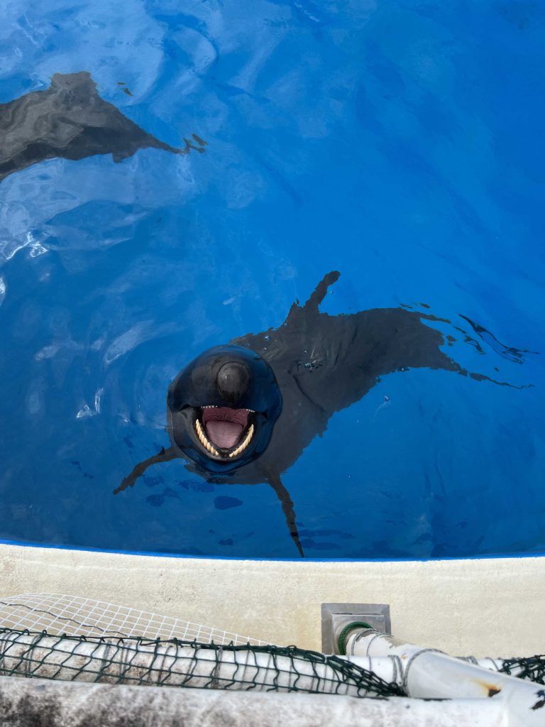 ⑦美ら海水族館　イルカ　子供　体験　餌やり　